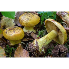 Мицелий Паутинника блестящего (Cortinarius splendens)